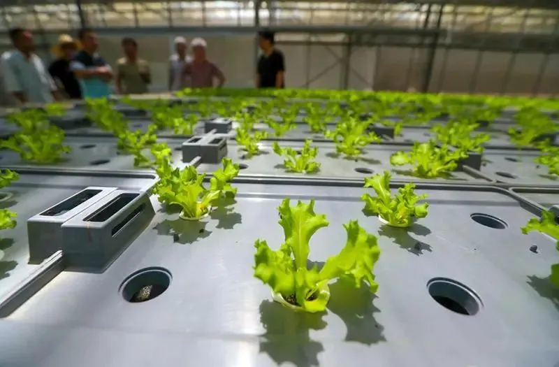 探秘浦东自动化蔬菜工厂