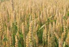 提前15天“自动预警”让小麦远离“病害”