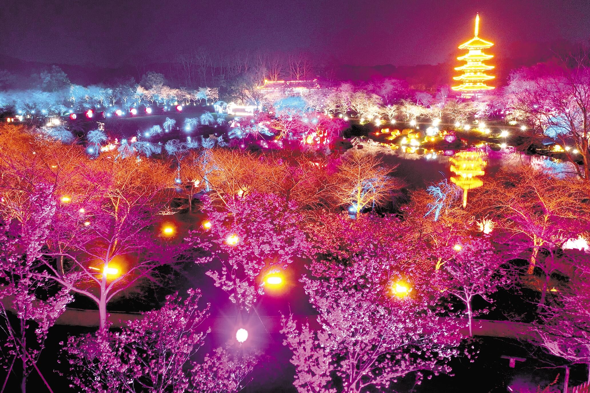 3月3日，武汉东湖樱花园开放夜间赏樱，60余个品种近万株樱花在多彩灯光的照耀下，格外绚烂多姿。据悉，今年东湖樱园内设有9000多套夜间灯组、500个灯笼，点亮区域较去年增加近一倍。  （李溪 摄）