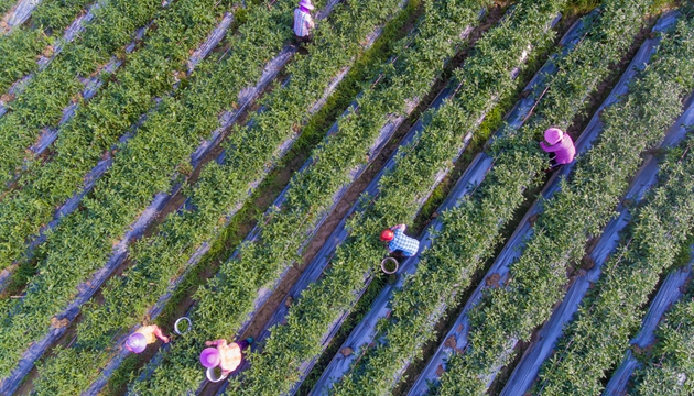 2月28日，在海南省琼海市塔洋镇一处瓜菜种植基地，农民在采摘辣椒，准备销往国内各大批发市场（无人机照片）。新华社记者 蒙钟德 摄
