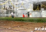 农业自动化科技助力扬州、高邮花卉育苗产业高质量发展 