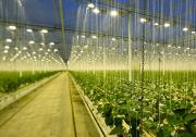 艾迈斯欧司朗植物照明LED Oslon Square Batwing在2022美国国际照明展  并斩获两项大奖