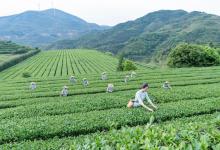 茶产业自动化 | 铁观音自动化精制生产流水线和包装生产线的升级与创新