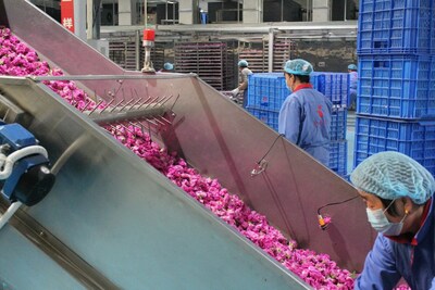 平阴玫瑰生产企业通过云洲振动筛传感器检测铺花厚度