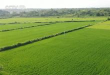 水稻绿色防控技术促进粮食安全 科学管理促增收