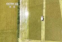 江西千万亩中稻陆续成熟 多环节联动高效收割|通过自动化管道直接输送到运粮车上
