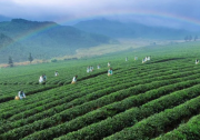湖北力推青砖茶产业链向中高端迈进 力争三年将市占率提升至30%