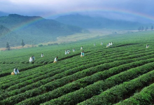 湖北力推青砖茶产业链向中高端迈进 力争三年将市占率提升至30%