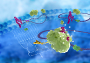 紫冬学术 | 清华大学自动化系谢震团队提出环状RNA的可编程翻译调控策略，实现目标细胞类型的精准识别