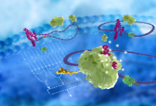 紫冬学术 | 清华大学自动化系谢震团队提出环状RNA的可编程翻译调控策略，实现目标细胞类型的精准识别