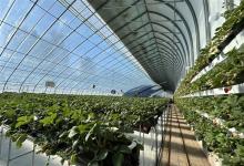 新时代 新征程 新伟业 乡村行·看振兴丨科技赋能让草莓“住”进“空中花园”