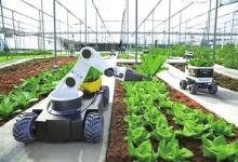 农业机器人：全球农民的革命性工具