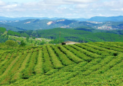 建立茶产业链金融链长，重庆10条金融措施支持食品及农产品加工产业高质量发展