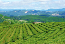 建立茶产业链金融链长，重庆10条金融措施支持食品及农产品加工产业高质量发展