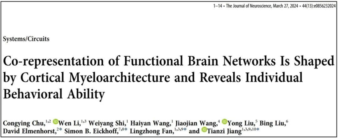  自动化所提出定量刻画人脑功能组织模式的新指标 | The Journal of Neuroscience
