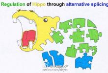 中国科研人员首次证实Hippo-YAP通路可被RNA剪接所调控
