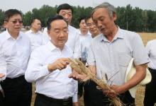 今年夏粮再获丰收　产量再创历史新高
