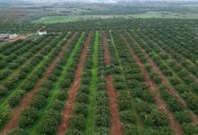 一年一度，重复与再重复——海南荔枝园极限测试