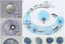 中科院理化所液态金属仿生学研究取得系列进展